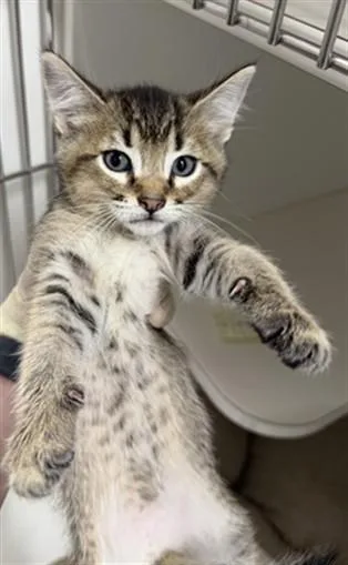 A baby small-sized male Domestic Short Hair cat named Jackson for adoption in Hayward, CA