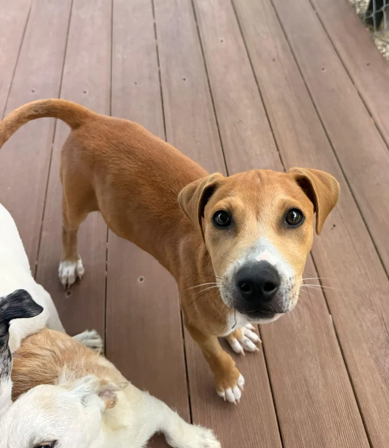A baby medium-sized male Mixed Breed dog named Han Solo for adoption in Brooklyn, NY
