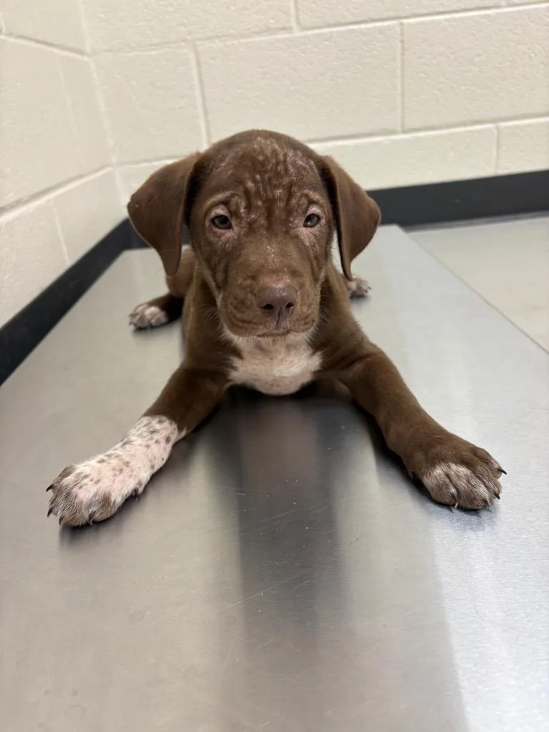 A baby medium-sized male Australian Shepherd dog named Athletes  Ronaldo for adoption in Greeneville, TN
