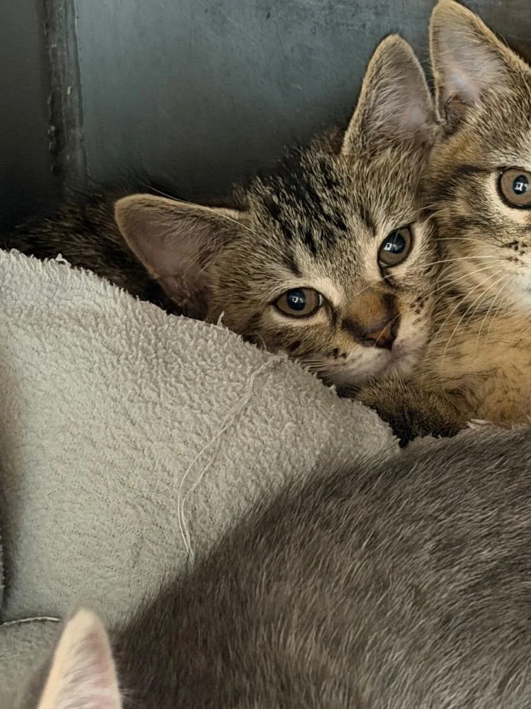 A baby medium-sized male Domestic Short Hair cat named Mere for adoption in Virginia, MN
