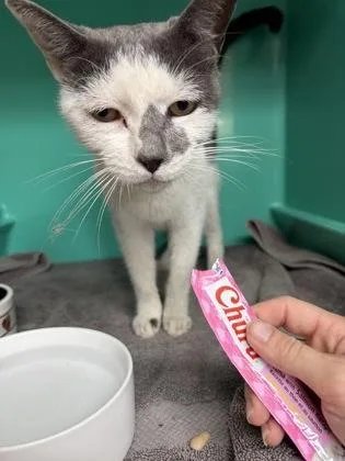 An adult medium-sized female Gray & White Domestic Short Hair cat named Starlight for adoption in Key West, FL