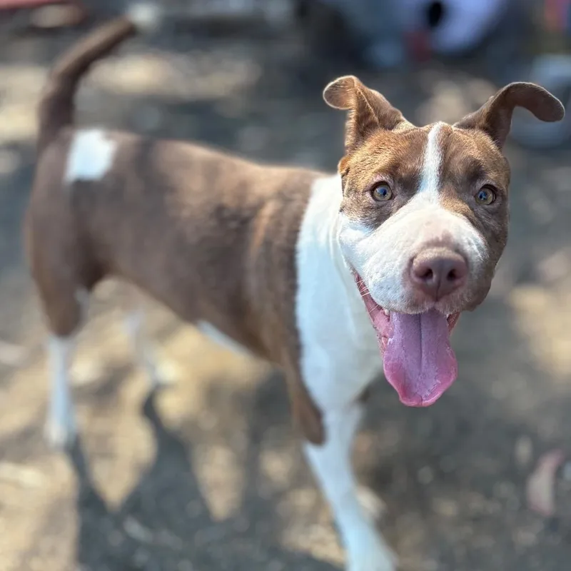 A young medium-sized female Brown / Chocolate Pit Bull Terrier dog named Dora AKA Kiwi for adoption in San Pablo, CA