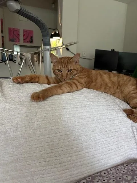A young medium-sized male Tabby (Orange / Red) American Shorthair cat named Milo for adoption in Saint Augustine, FL