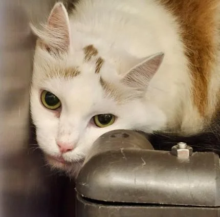 A young large-sized female Domestic Long Hair cat named Sasha for adoption in Houston, TX