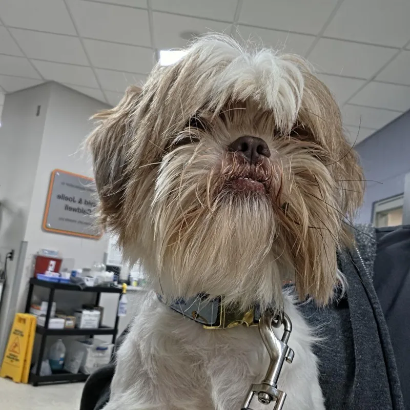 A young small-sized male Mixed Breed dog named Chancho for adoption in Jacksonville, FL