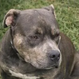 An adult medium-sized female Gray / Blue / Silver American Staffordshire Terrier dog named Millie for adoption in Cleveland, TX
