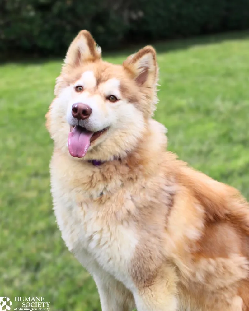A young medium-sized female Husky dog named Remy for adoption in Hagerstown, MD