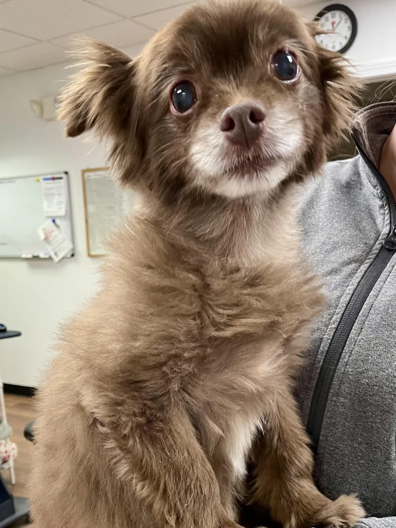 A senior small-sized male Brown / Chocolate Chihuahua dog named Guido for adoption in Monson, MA