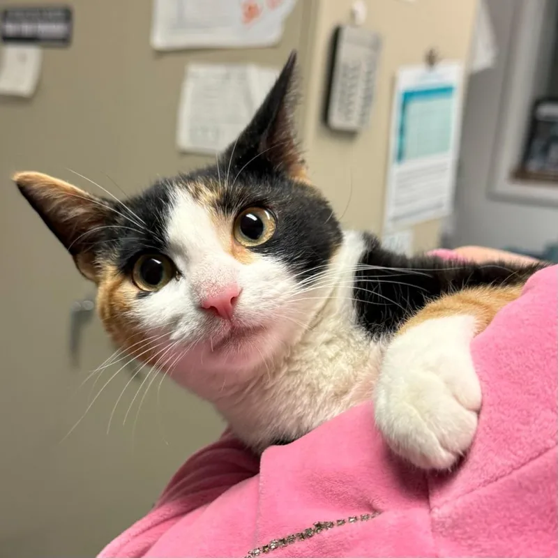 A baby medium-sized female Domestic Short Hair cat named Mushu for adoption in Ewing, NJ