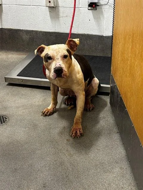 An adult medium-sized female Pit Bull Terrier dog named Arden for adoption in Upper Marlboro, MD