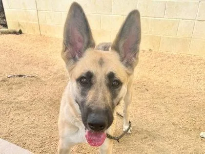 An adult large-sized female Yellow / Tan / Blond / Fawn Mixed Breed dog named Pepsi for adoption in Georgetown, TX