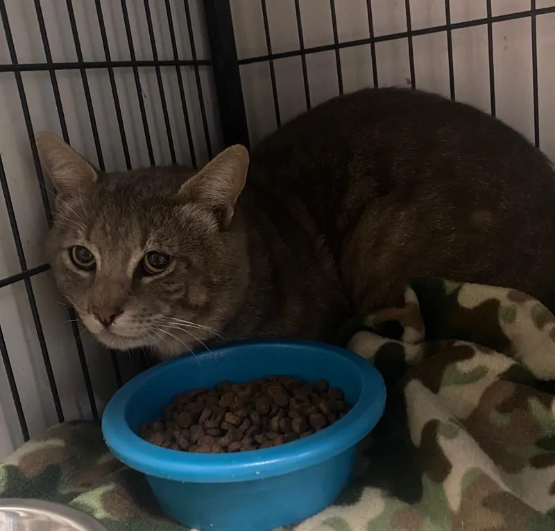An adult large-sized male Domestic Short Hair cat named Brutus for adoption in Lockhart, TX