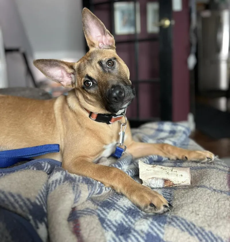 Cinnamon "mini" thumbnail 2