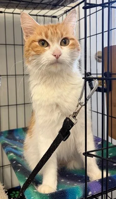 An adult medium-sized female Orange & White Domestic Long Hair cat named Millie for adoption in Jackson, CA