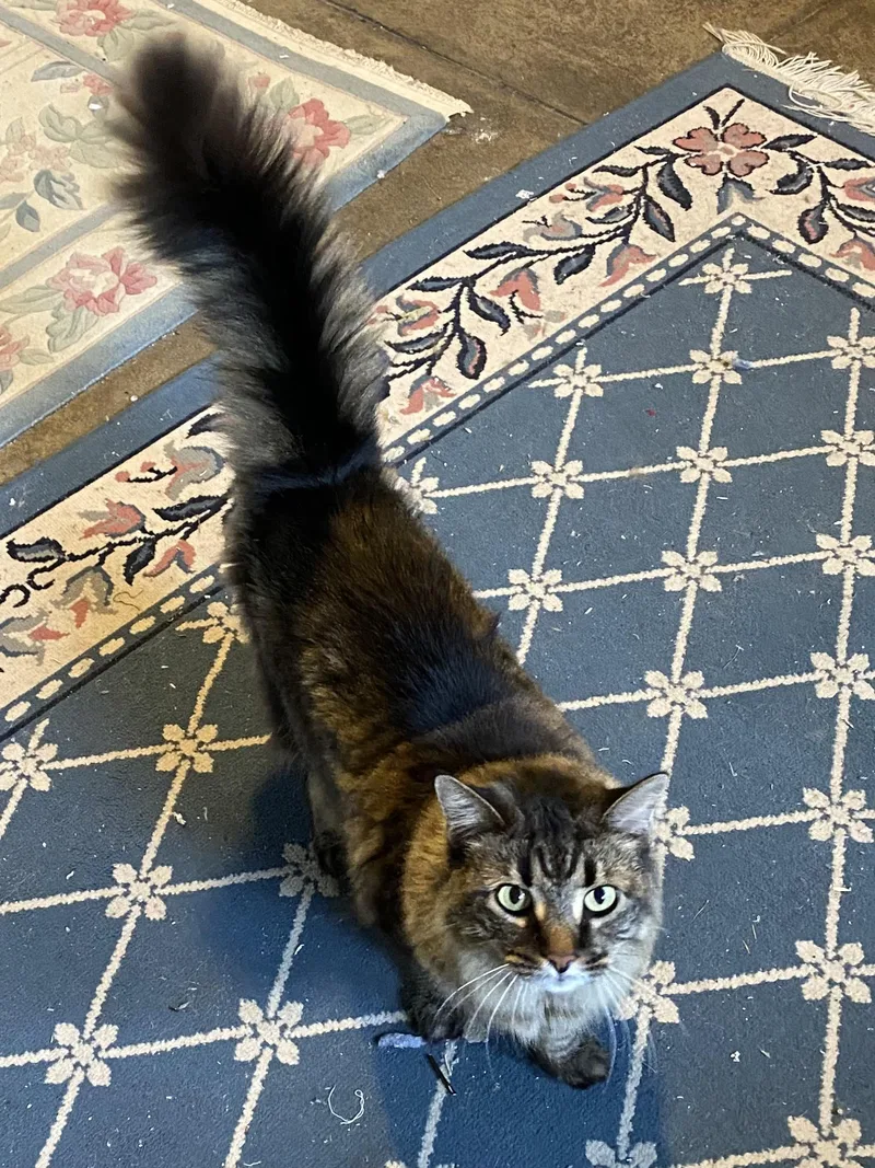 An adult large-sized female Maine Coon cat named Molly for adoption in West Chester, OH