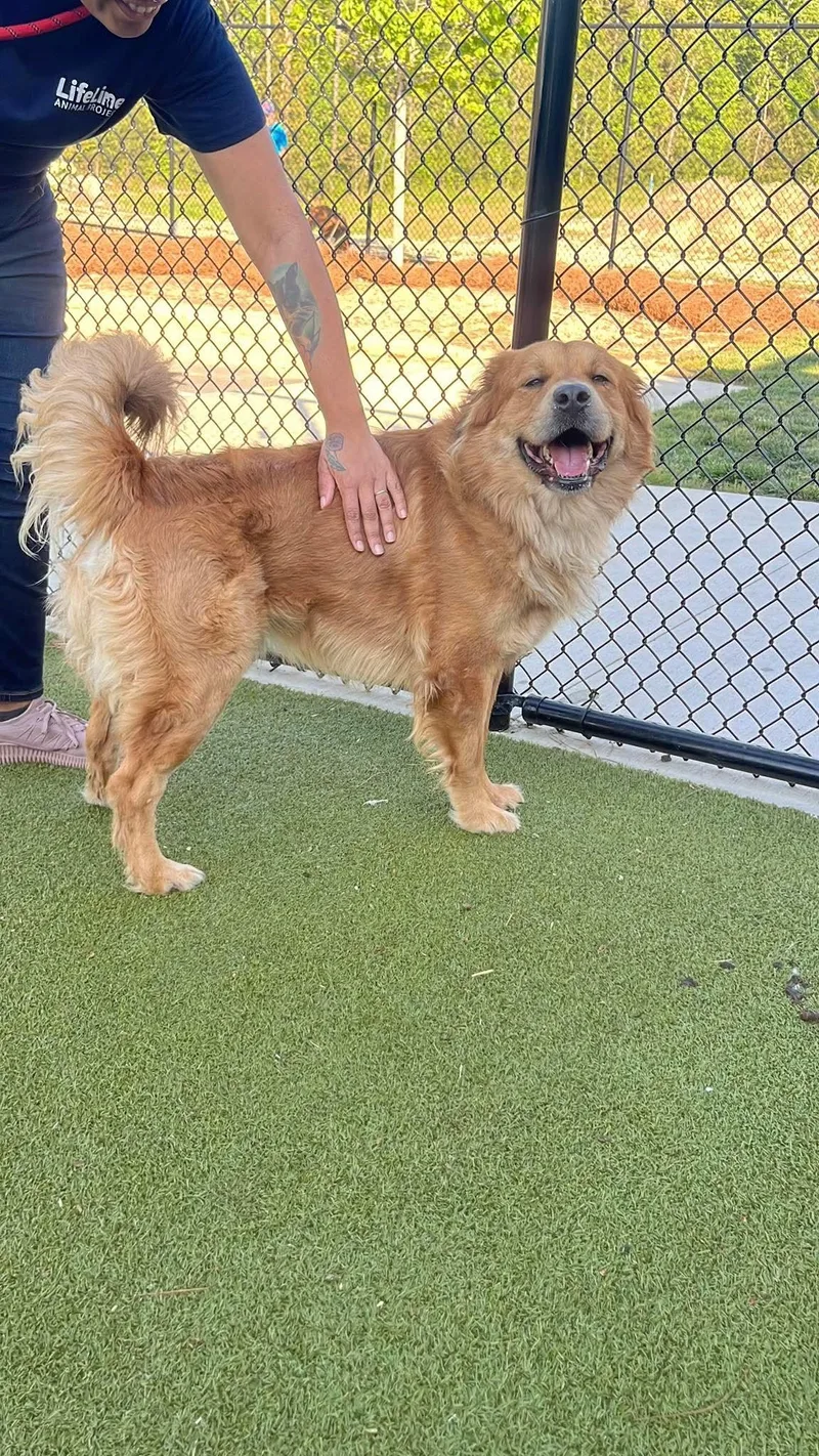 A senior medium-sized male Golden Golden Retriever dog named Varsity for adoption in East Haddam, CT