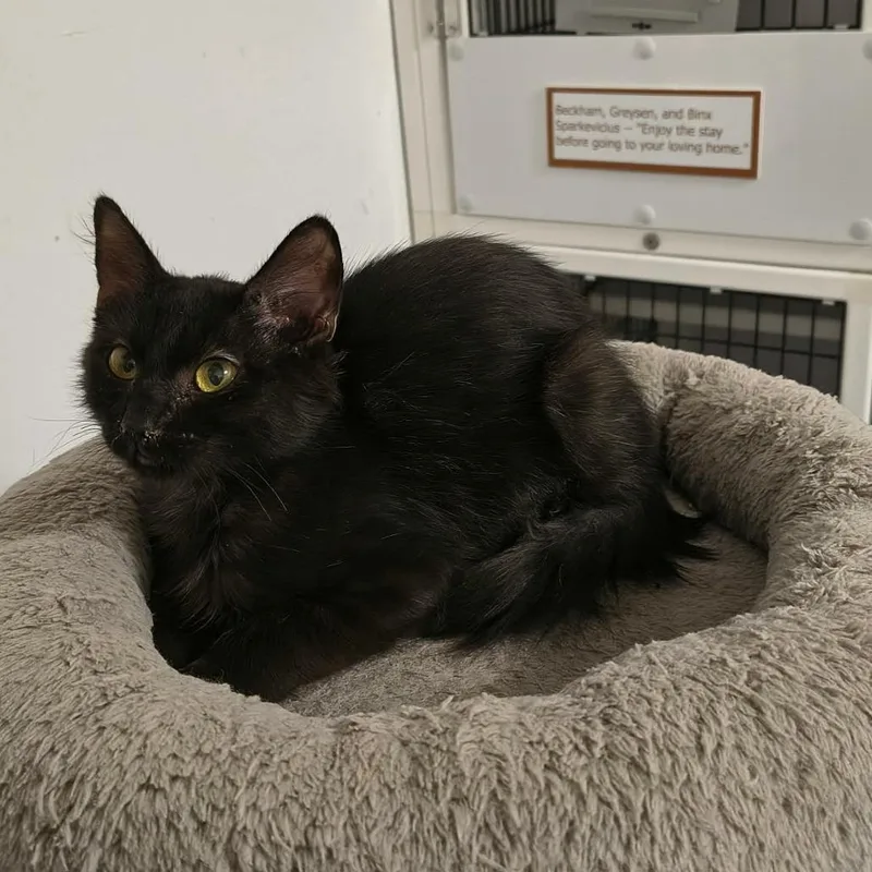 A baby small-sized female Black Domestic Medium Hair cat named Stormy for adoption in Las Cruces, NM