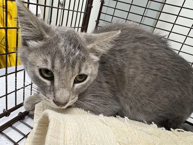 A baby small-sized female Domestic Short Hair cat named Emerald for adoption in Ontario, CA