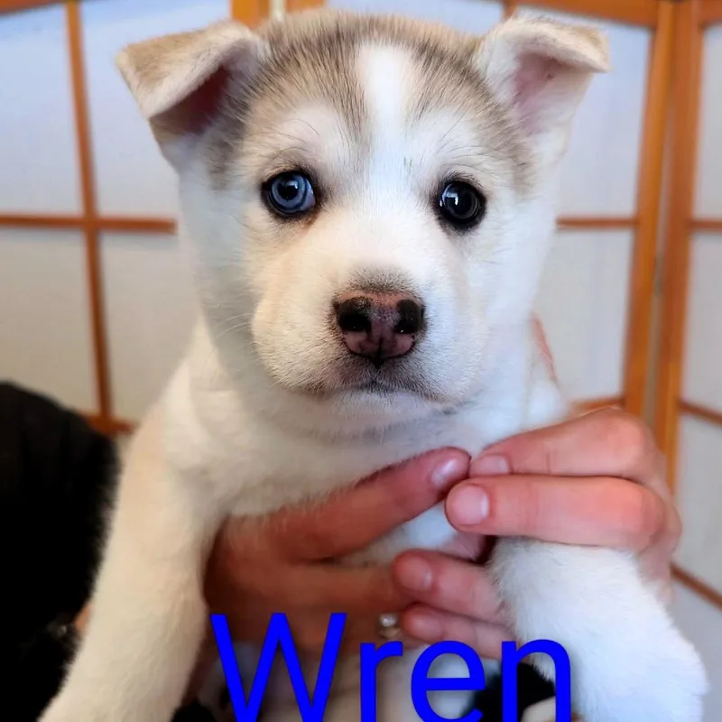 A baby small-sized female Gray / Blue / Silver Husky dog named Wren D for adoption in Minneapolis, MN