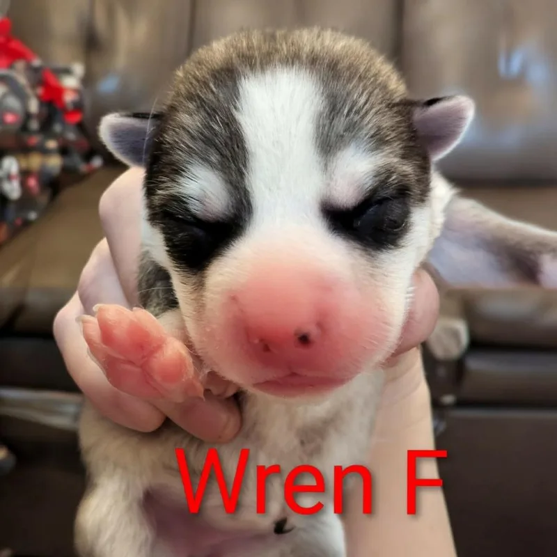 Wren D thumbnail 4