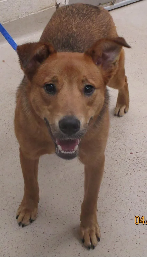 A young small-sized male Shepherd dog named August for adoption in Marietta, GA