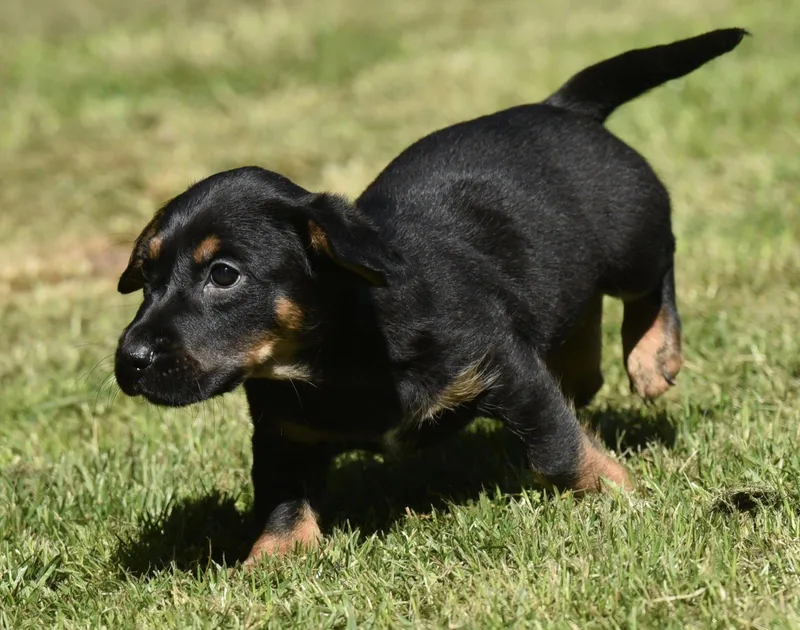 A baby small-sized male Dachshund dog named Jax for adoption in Mechanicsburg, PA