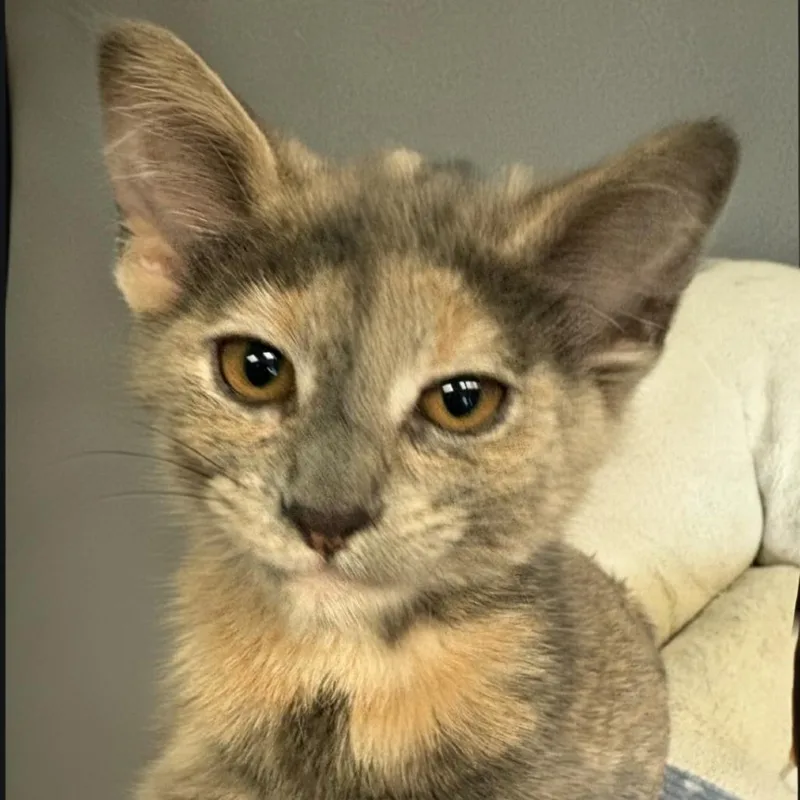 A baby small-sized female Calico Domestic Short Hair cat named Mabel for adoption in Warrensburg, MO