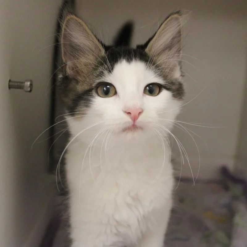 A baby small-sized female Domestic Short Hair cat named Thunder for adoption in Champaign, IL