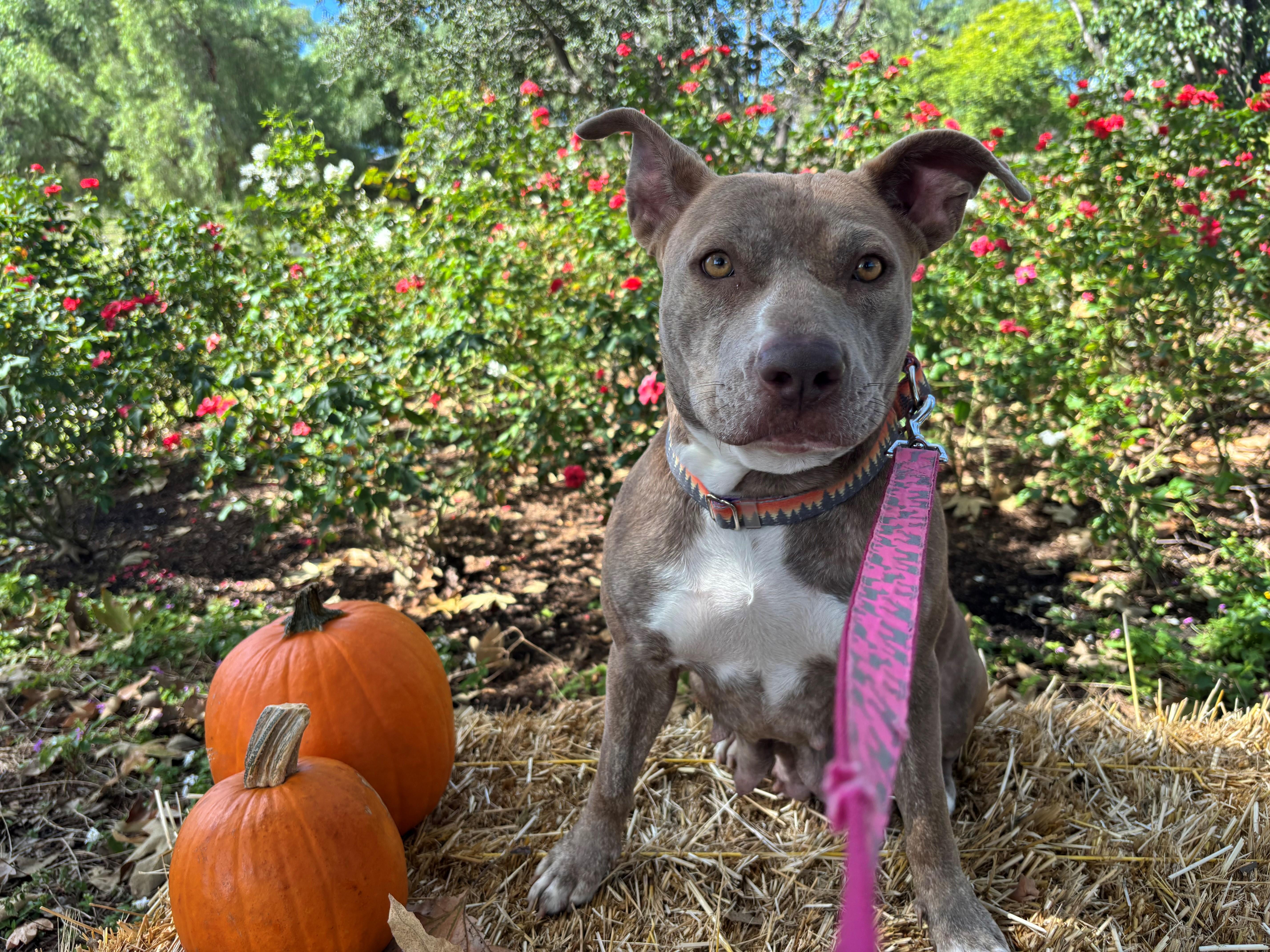 An adult medium-sized female Pit Bull Terrier dog named Little Debbie for adoption in Mission Viejo, CA