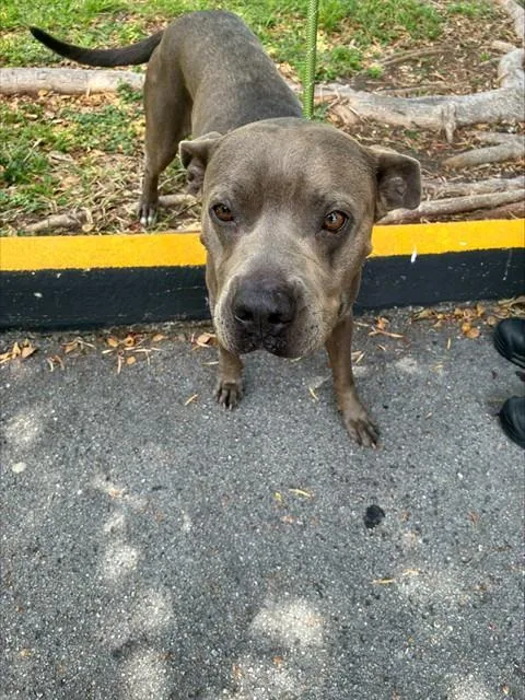 A young medium-sized male Pit Bull Terrier dog named Mojo for adoption in Miami, FL