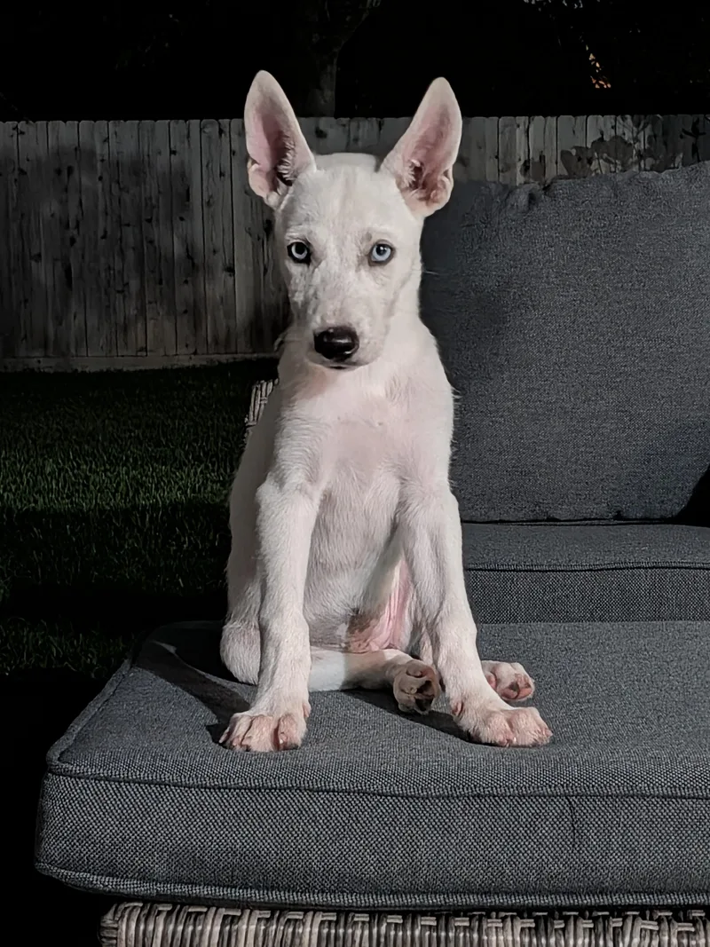 A baby medium-sized female White / Cream Mixed Breed dog named Rose for adoption in Sudbury, MA