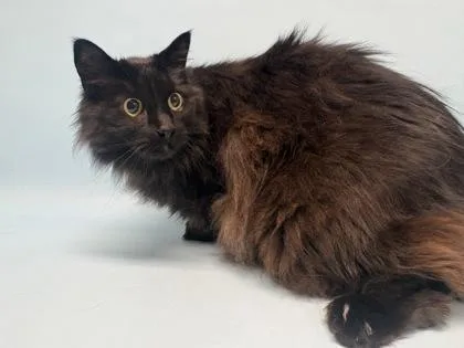 A senior small-sized female Domestic Medium Hair cat named Lou for adoption in Golden Valley, MN