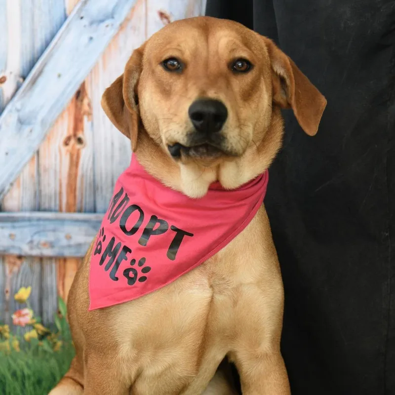 A young large-sized female Yellow / Tan / Blond / Fawn Mountain Cur dog named Daisy for adoption in Floresville, TX