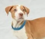 A young large-sized male Hound dog named Gerald for adoption in Kansas City, MO