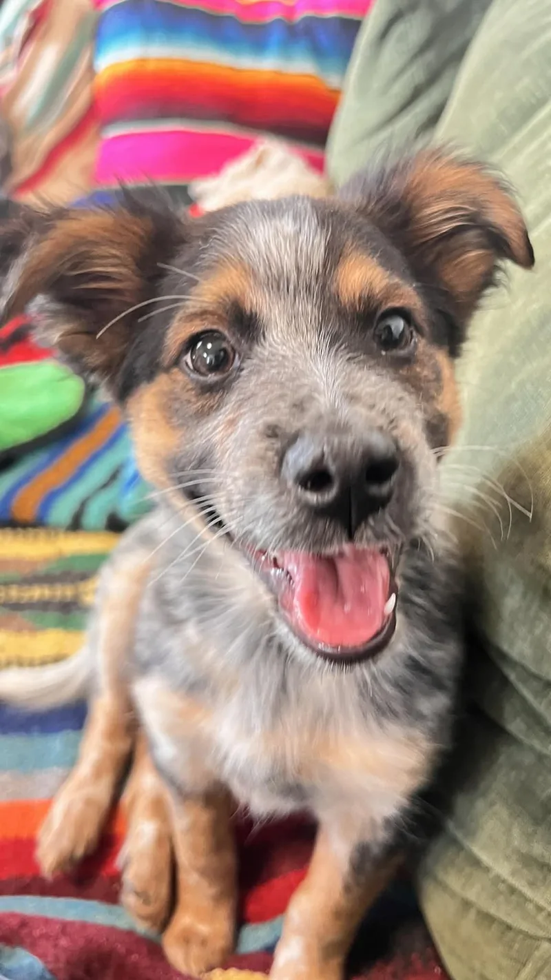 A baby medium-sized male Tricolor (Brown, Black, & White) Australian Cattle Dog / Blue Heeler dog named Cubby for adoption in Bend, OR