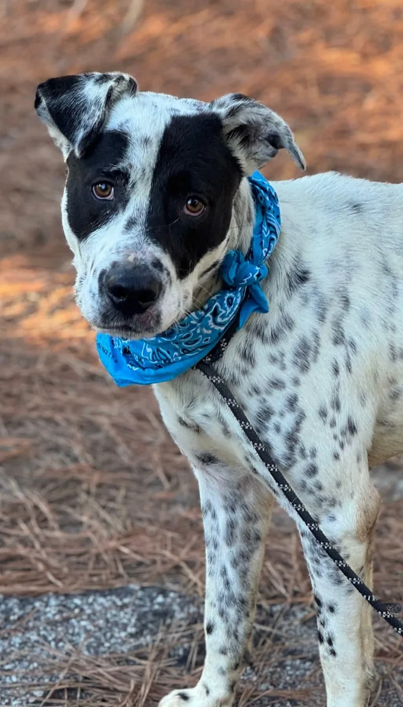 A young medium-sized male Black Mixed Breed dog named Conrad for adoption in Sumter, SC
