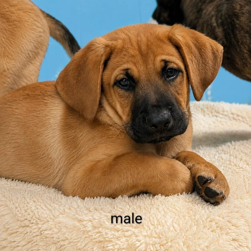 A baby medium-sized male Boxer dog named Moose for adoption in Seven Points, TX