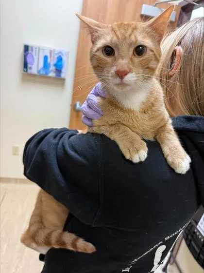 An adult small-sized male Domestic Short Hair cat named Howard for adoption in West Chester, PA