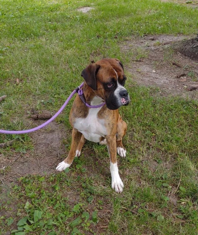 A young large-sized male Boxer dog named Carnello for adoption in Fremont, OH