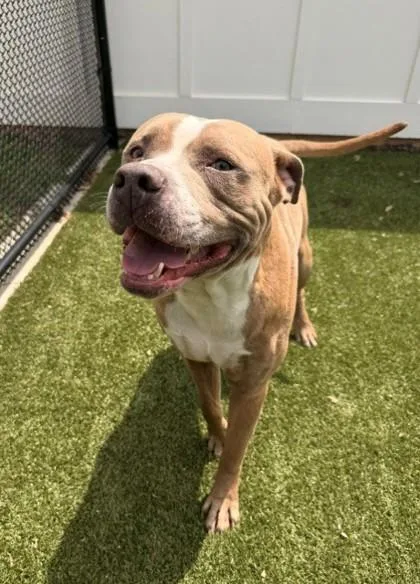 An adult extra large-sized male Pit Bull Terrier dog named Uzi for adoption in Daphne, AL