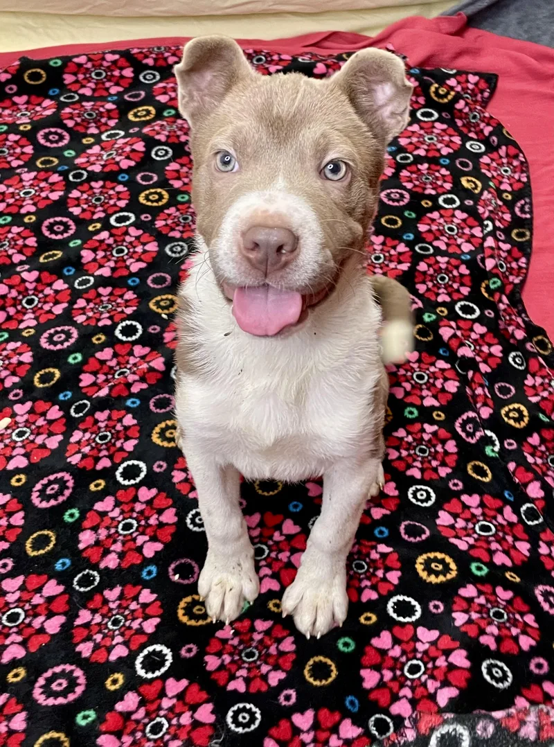 A baby medium-sized female Yellow / Tan / Blond / Fawn Shar-Pei dog named Pancake for adoption in Lacon, IL