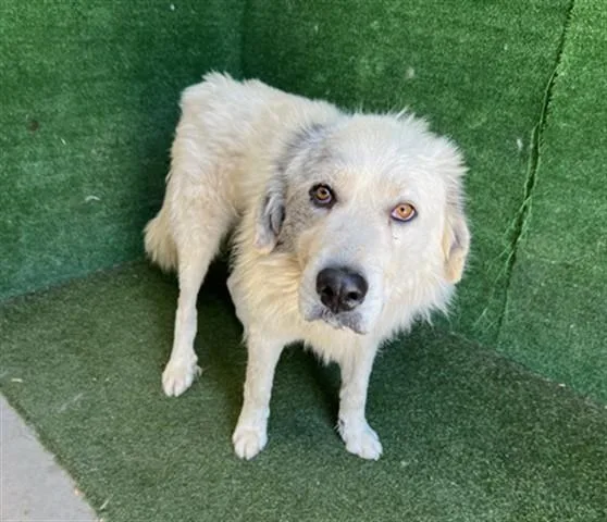 A young large-sized male Great Pyrenees dog named Apollo for adoption in Lancaster, CA
