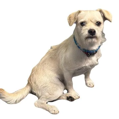 A young small-sized male Terrier dog named Archer for adoption in Red Bluff, CA