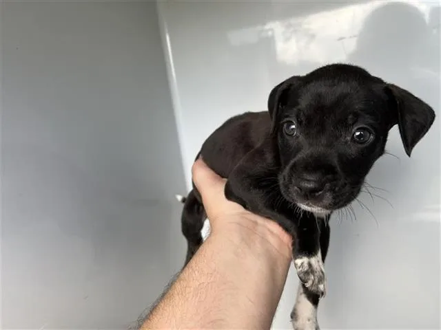 A baby small-sized female Chihuahua dog named A for adoption in Houston, TX