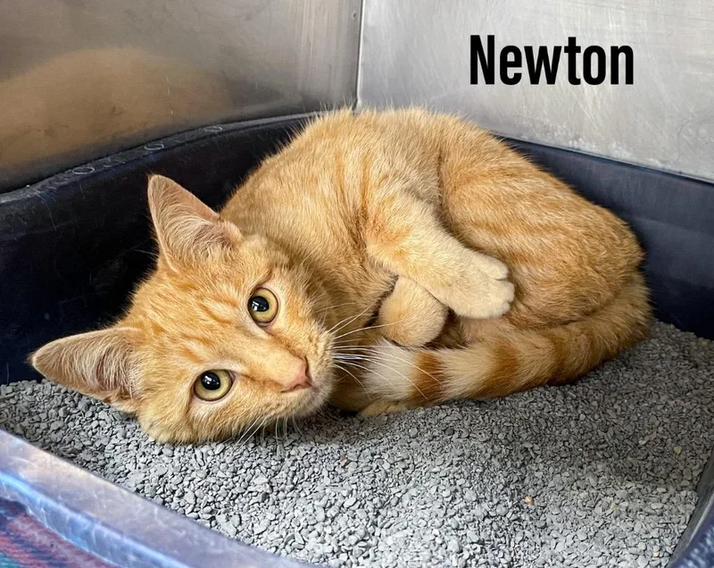 Newton