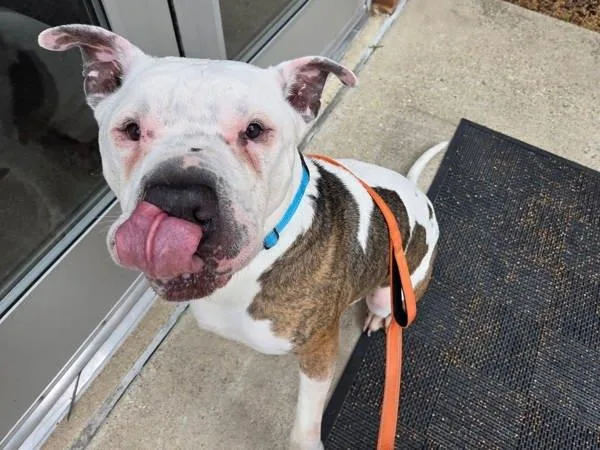 An adult large-sized male Pit Bull Terrier dog named Pillsbury for adoption in Millersville, MD