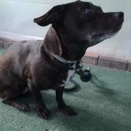 An adult small-sized female Black Dachshund dog named Kimmie Chino Hills for adoption in Chino Hills, CA