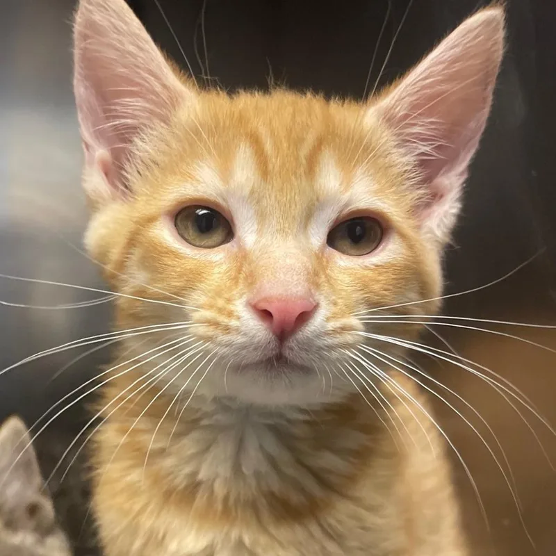 A baby small-sized male Orange / Red Domestic Short Hair cat named Chamberlain for adoption in Valley, AL
