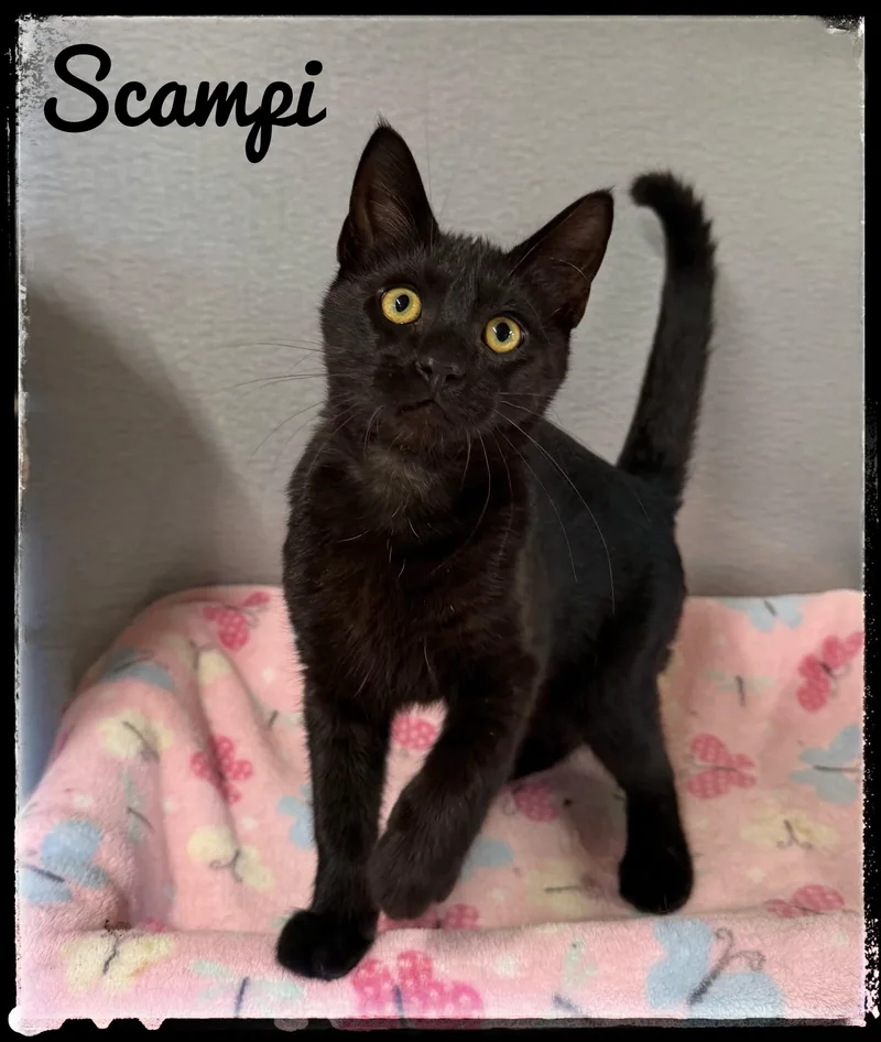 A baby small-sized male Domestic Short Hair cat named Scampi for adoption in El Cajon, CA