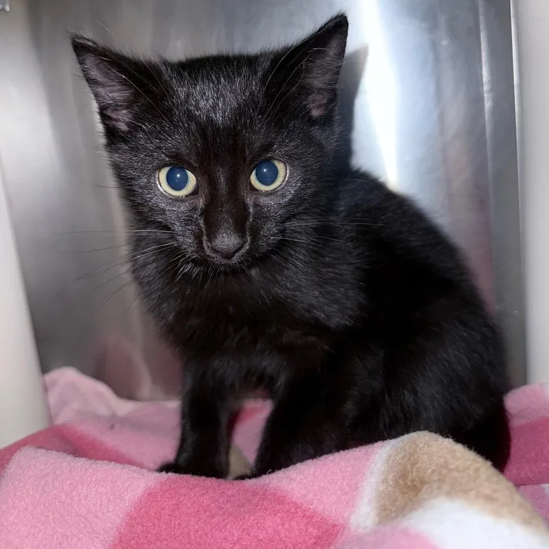 A baby small-sized male Black Domestic Short Hair cat named Timon for adoption in Fredericksburg, VA